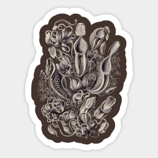 Ernst Haeckel Pitcher Plant Aubergine Sticker